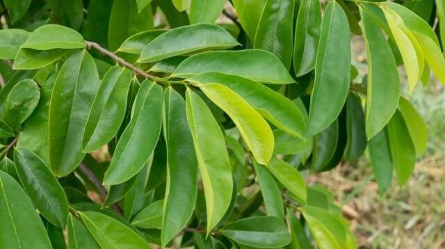Daun Sirsak (Annona Muricata Linn)