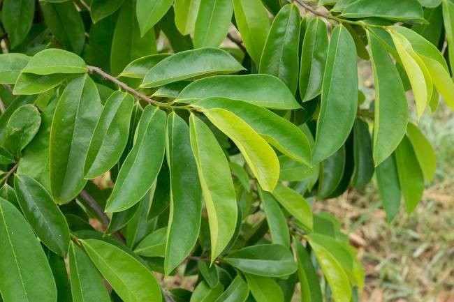 Daun Sirsak (Annona Muricata Linn)