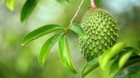 Pengaruh Ekstrak Daun Sirsak (Annona muricata) sebagai Obat Antikanker pada Sel Kanker Payudara