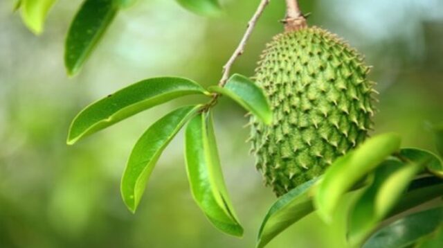 Pengaruh Ekstrak Daun Sirsak (Annona muricata) sebagai Obat Antikanker pada Sel Kanker Payudara