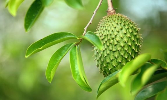 Pengaruh Ekstrak Daun Sirsak (Annona muricata) sebagai Obat Antikanker pada Sel Kanker Payudara