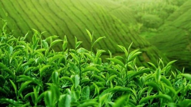 Pengaruh Pemberian Teh Hijau (Camellia Sinensis) terhadap Tekanan Darah pada Penderita Hipertensi