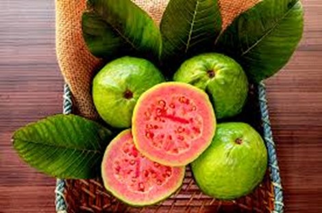 Jambu Biji