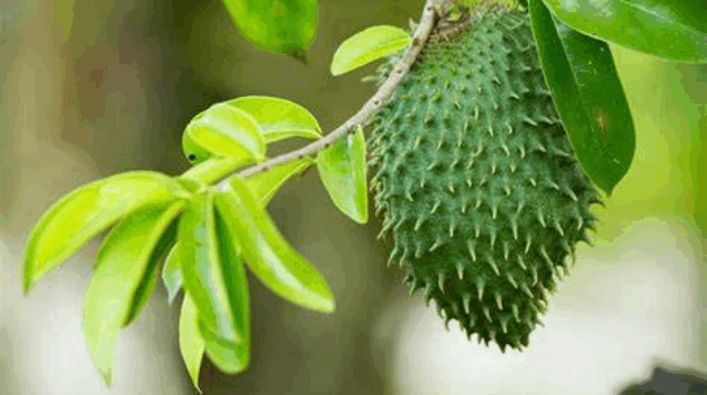 Daun Sirsak