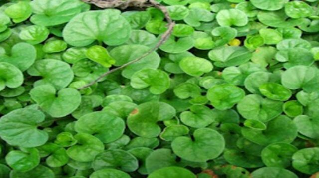 Potensi Tanaman Pegagan (Centella Asiatica) sebagai Suplemen Pemacu Daya Ingat