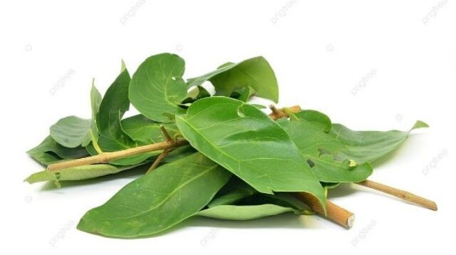 Daun Salam