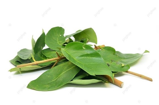 Daun Salam