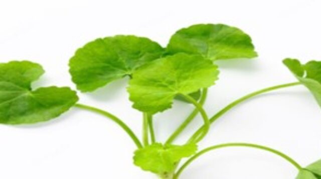 Ternyata Tanaman Liar Pegagan (Centella asiatica) dapat mencegah gangguan Keloid