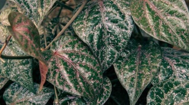 Pengaruh Daun Sirih Merah Terhadap Kadar Gula Darah pada Pasien Diabetes Mellitus