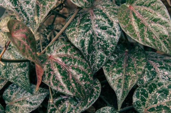 Pengaruh Daun Sirih Merah Terhadap Kadar Gula Darah pada Pasien Diabetes Mellitus