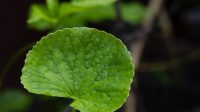 Daun Pegagan (Centella Asiatica)