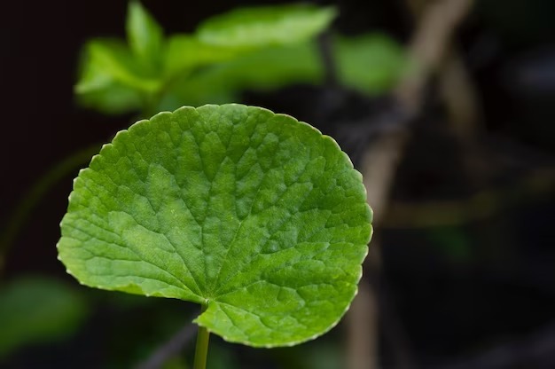 Menyingkap Rahasia Kecantikan Kulit dengan Daun Pegagan (Centella Asiatica): Solusi Alami untuk Menghilangkan Jerawat Daun Pegagan (Centella Asiatica)