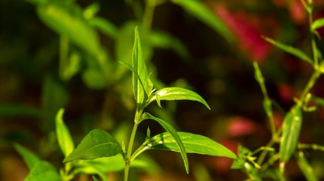 Daun Sambiloto (Andrographis Paniculata)