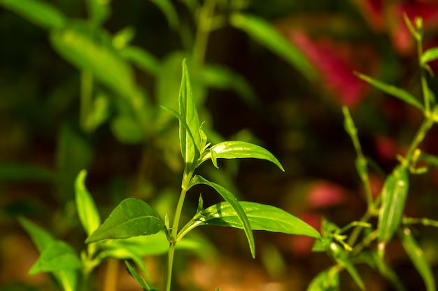 Daun Sambiloto (Andrographis Paniculata)