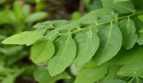 Daun Katuk