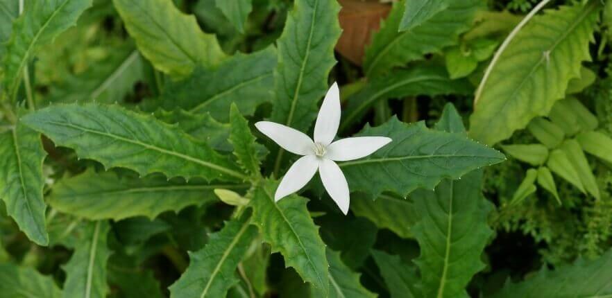 Tanaman Daun Katarak atau Kataloid (Hippobroma Longifora)