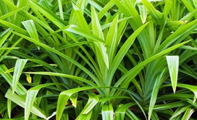 Khasiat Daun Pandan Wangi (Pandanus ammaryllifolius Roxb.) Sebagai Minuman Kesehatan.