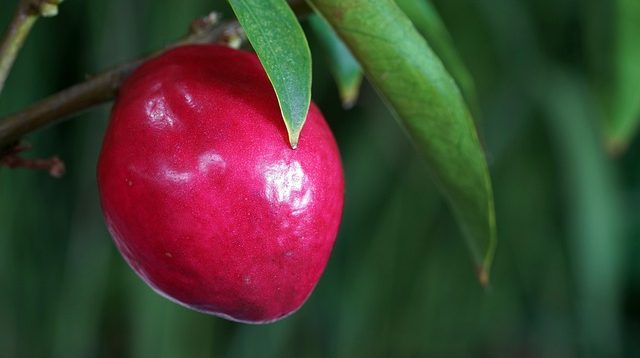 Hah Hipertensi? Yok Cegah Dengan Konsumsi Buah Mahkota Dewa