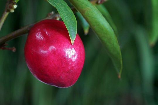 Hah Hipertensi? Yok Cegah Dengan Konsumsi Buah Mahkota Dewa