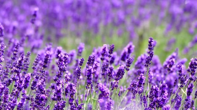 bunga Lavender