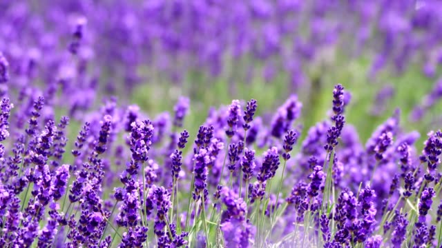 bunga Lavender