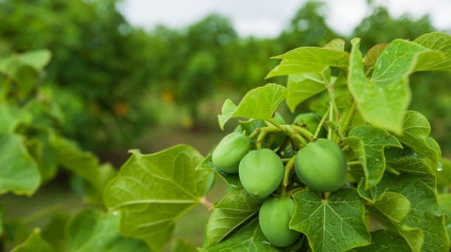 Jatropha curcas L