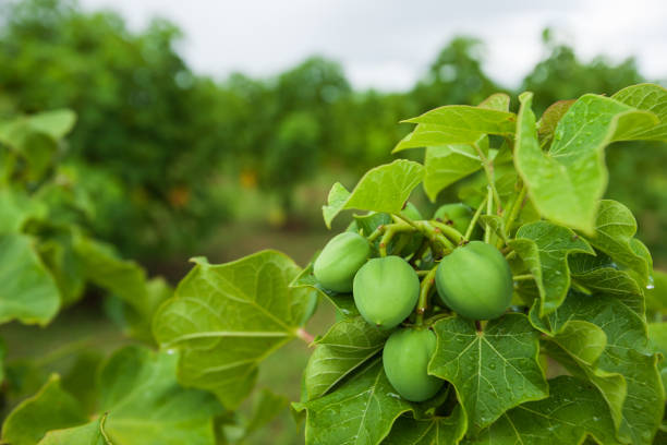 Jatropha curcas L