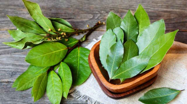 Daun Salam