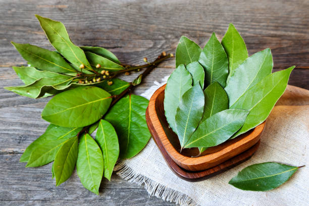 Daun Salam