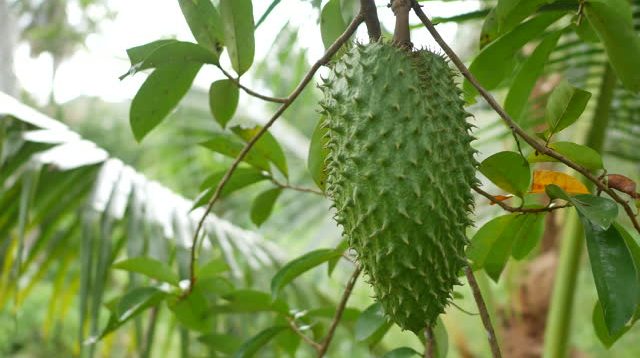 Sirsak (Annona muricata Linn)