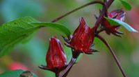 Bunga Rosela (Hibiscus sabdariffa)