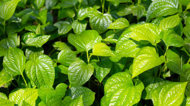 daun sirih