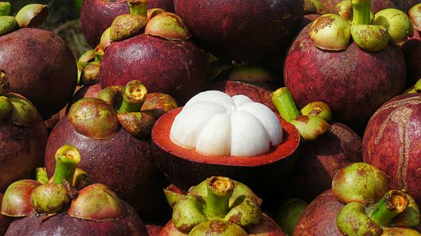 Manggis (Garcinia mangostana L)