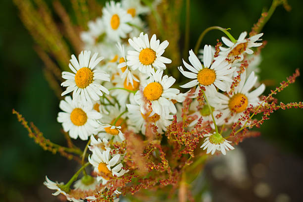 Matricia chamomilla
