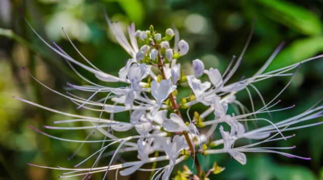 Orthosiphon stamineus