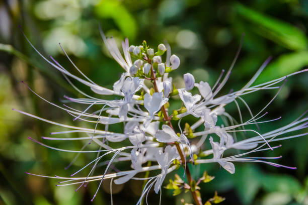 Orthosiphon stamineus