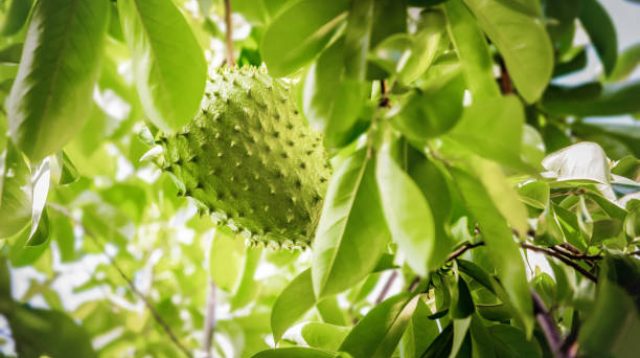 Daun Sirsak (Annona muricata)