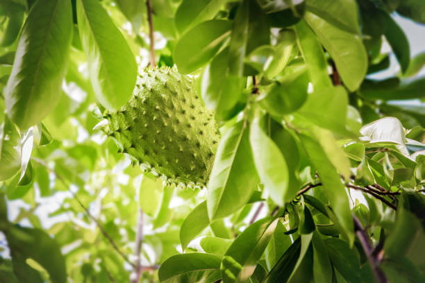 Daun Sirsak (Annona muricata)