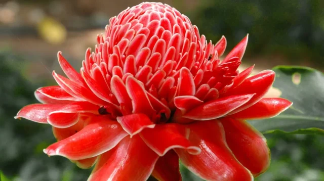 Aktivitas Farmakologi Daun Kecombrang (Etlingera elatior) Untuk Menurunkan Kadar Gula Darah pada Penderita Diabetes Mellitus