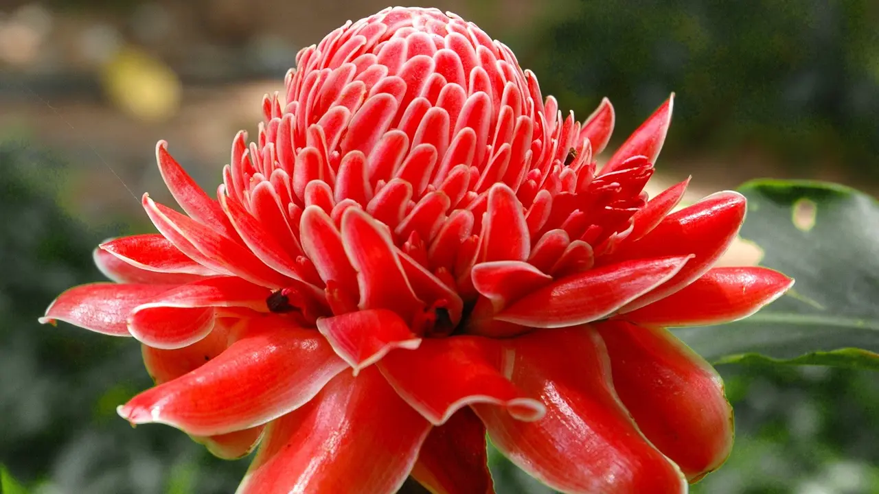 Aktivitas Farmakologi Daun Kecombrang (Etlingera elatior) Untuk Menurunkan Kadar Gula Darah pada Penderita Diabetes Mellitus