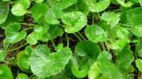Daun Pegagan