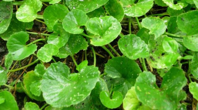 Daun Pegagan