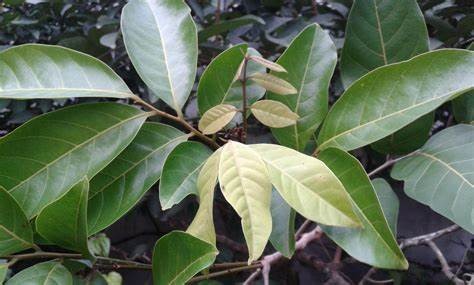 DAUN RAMBUTAN (Nephelium lappaceum L.) SEBAGAI PENURUN DEMAM