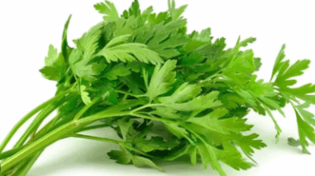 Daun Seledri