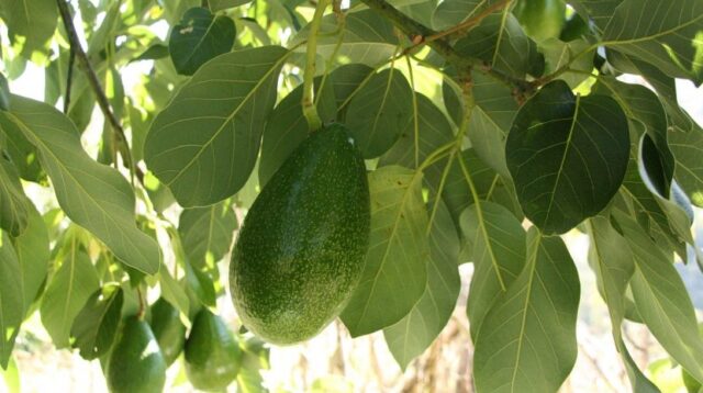 Daun Alpukat