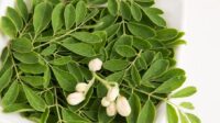 Daun Kelor atau Moringa Oleifera