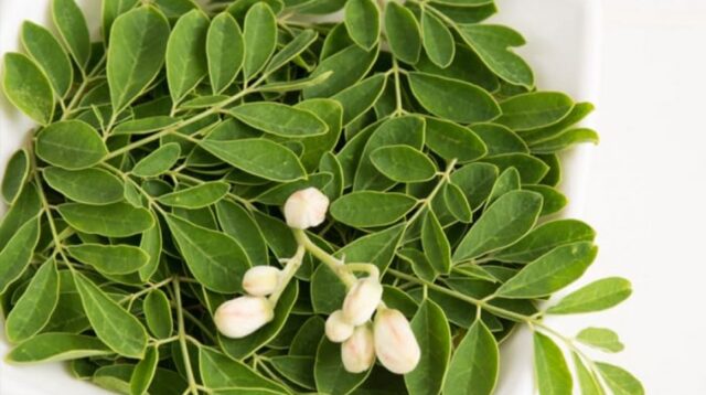 Daun Kelor atau Moringa Oleifera