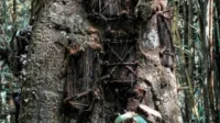 Passiliran