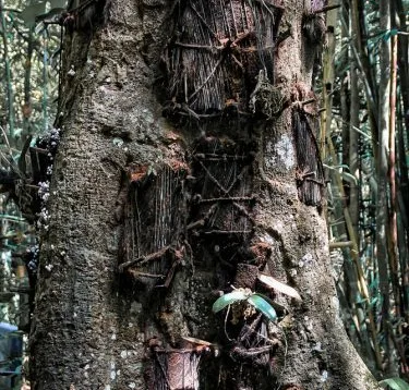 Passiliran