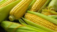 Kulit Jagung